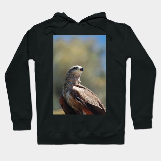 The Red-tailed Hawk Hoodie by declancarr